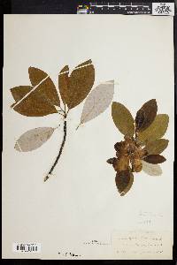 Magnolia virginiana image