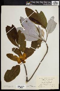 Magnolia virginiana image