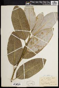 Magnolia virginiana image