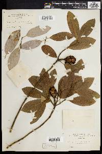 Magnolia virginiana image