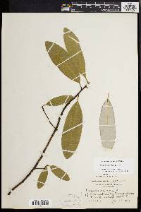 Magnolia virginiana image