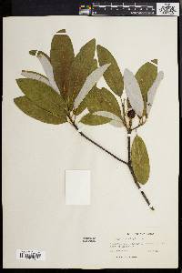 Magnolia virginiana image