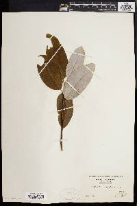 Magnolia virginiana image