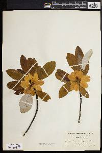 Magnolia virginiana image