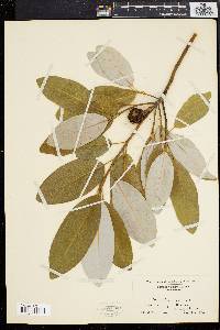 Magnolia virginiana image