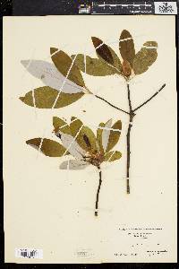 Magnolia virginiana image