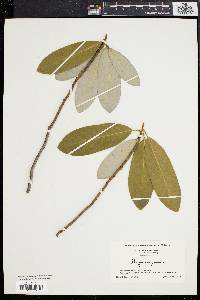 Magnolia virginiana image