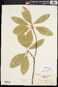 Magnolia virginiana image