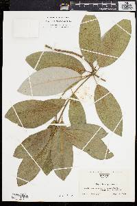 Magnolia virginiana image