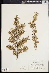 Berberis thunbergii image