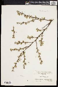 Berberis thunbergii image