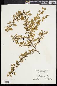 Berberis thunbergii image