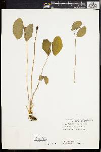 Jeffersonia diphylla image