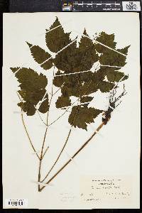 Actaea alba image