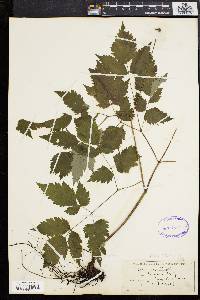 Actaea alba image