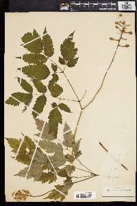 Actaea alba image