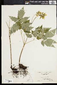 Actaea alba image