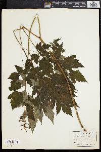 Actaea alba image