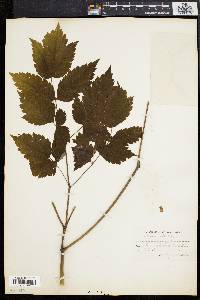 Actaea alba image