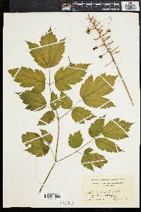 Actaea alba image