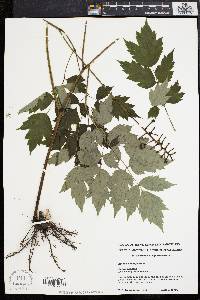 Actaea pachypoda image