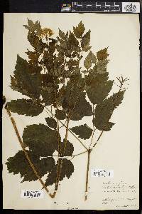 Actaea rubra image