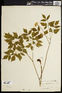 Actaea rubra image