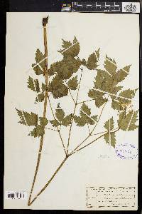 Actaea rubra image