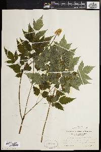 Actaea rubra image