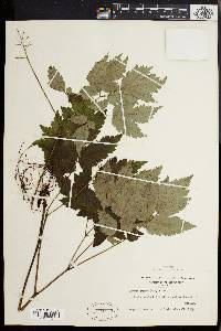 Actaea rubra image