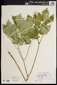 Actaea rubra image