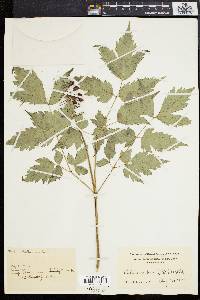 Actaea rubra image