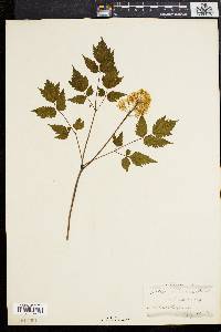 Actaea rubra image