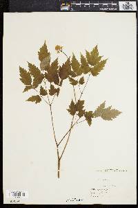 Actaea rubra image