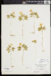 Anemone quinquefolia image