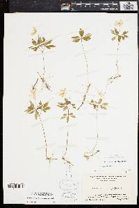 Anemone quinquefolia image
