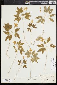 Anemone quinquefolia image