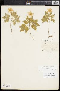Anemone quinquefolia image