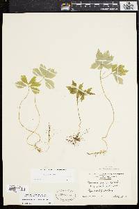 Anemone quinquefolia image
