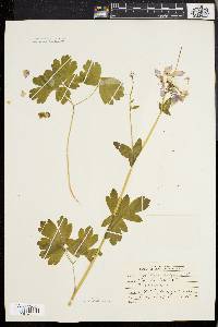 Aquilegia vulgaris image