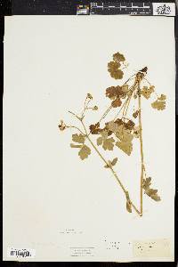 Aquilegia vulgaris image