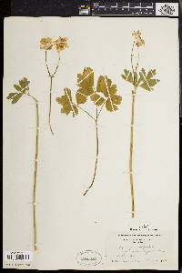 Aquilegia vulgaris image