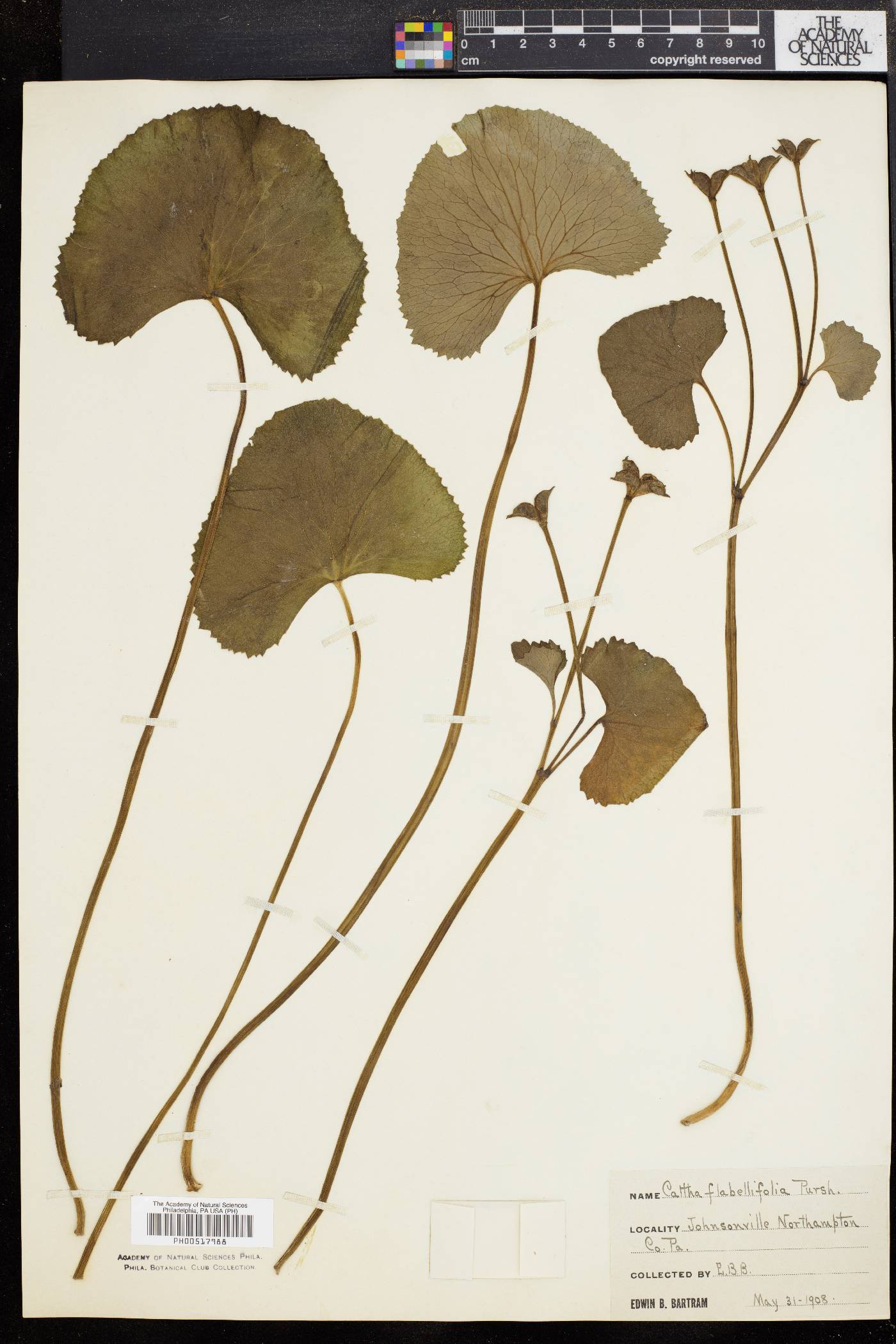 Caltha flabellifolia image