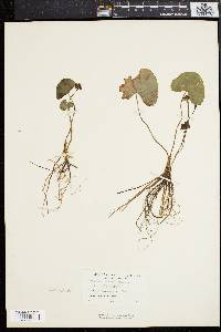 Caltha flabellifolia image