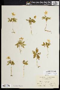 Anemone quinquefolia image