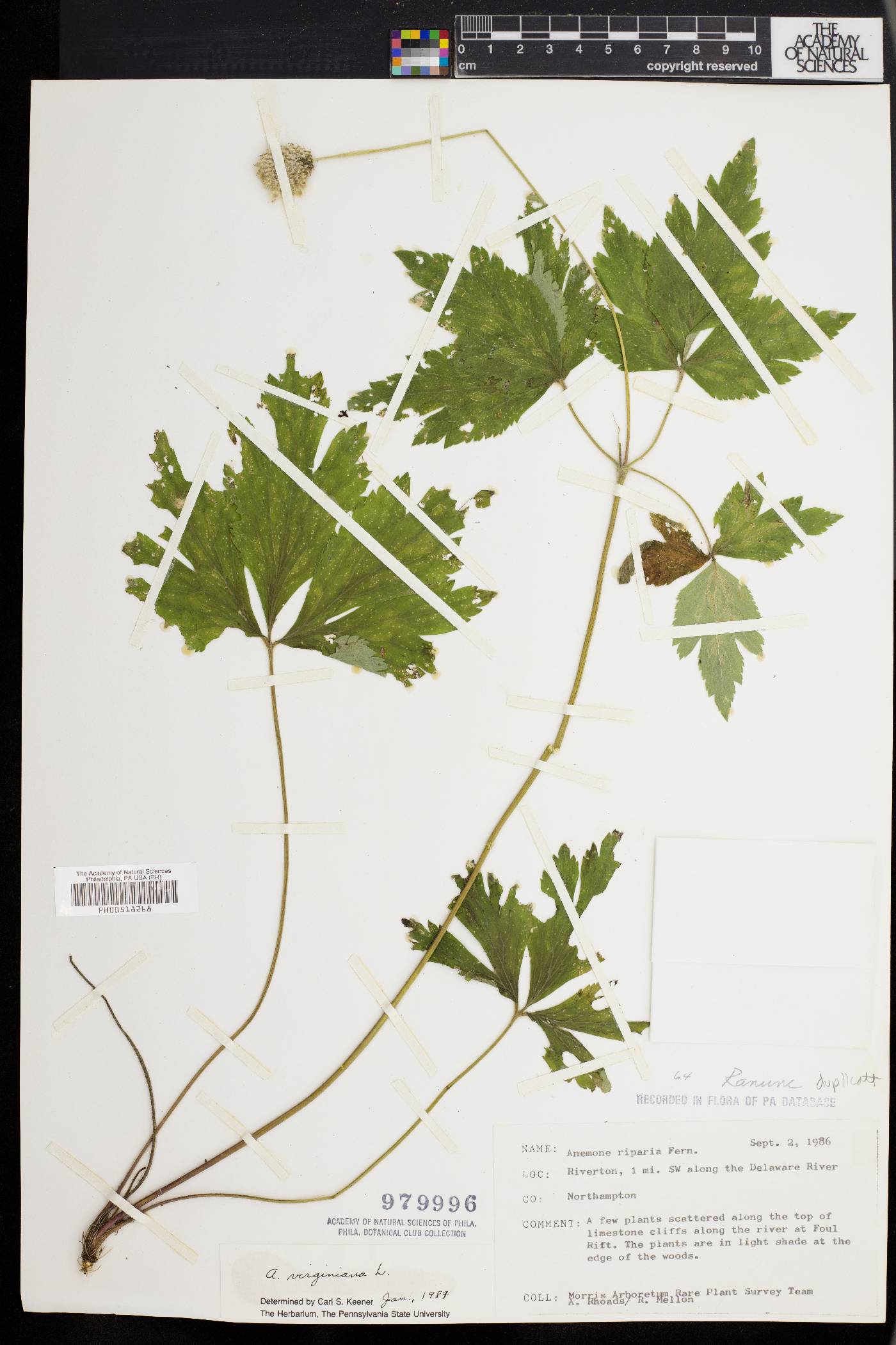Anemone riparia image