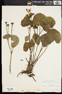 Caltha palustris image