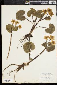 Caltha palustris image