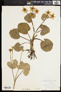 Caltha palustris image