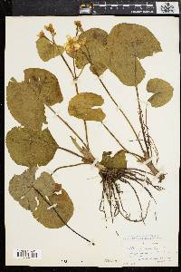 Caltha palustris image